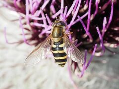 Syrphus torvus