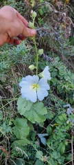 Alcea nudiflora