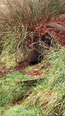 Thylogale billardierii