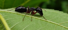 Camponotus compressus