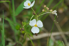 Sagittaria trifolia