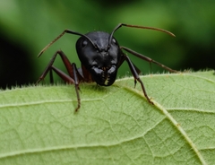 Camponotus compressus