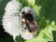 Bombus soroeensis