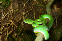 Trimeresurus stejnegeri