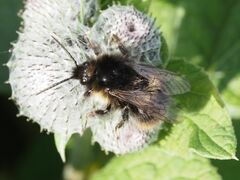 Bombus soroeensis