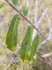 Grewia lepidopetala image