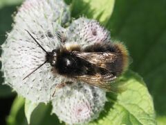 Bombus soroeensis
