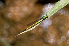 Ceriagrion fallax