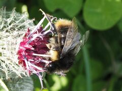 Bombus soroeensis