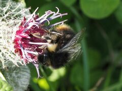 Bombus soroeensis