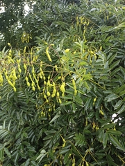 Styphnolobium japonicum