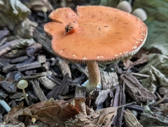 Leratiomyces