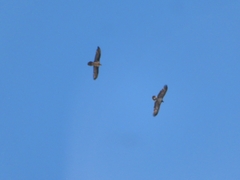Gypaetus barbatus