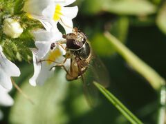 Lapposyrphus lapponicus