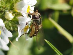 Lapposyrphus lapponicus