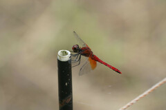 Sympetrum speciosum