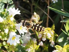 Lapposyrphus lapponicus