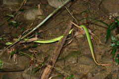 Trimeresurus stejnegeri