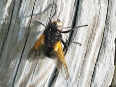 Mesembrina meridiana