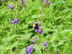 Xylocopa minor