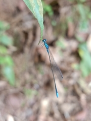 Aciagrion hisopa