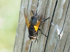 Mesembrina meridiana