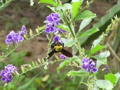 Xylocopa minor