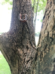 Thyropygus allevatus