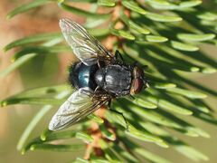 Calliphora vomitoria