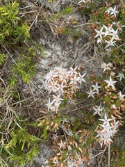Calytrix