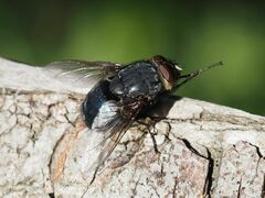 Calliphora vomitoria