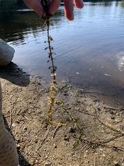 Elodea nuttallii