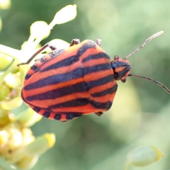 Graphosoma italicum italicum