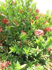 Brachythemis contaminata