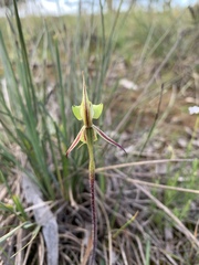 Caladenia toxochila
