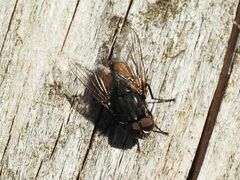 Musca autumnalis