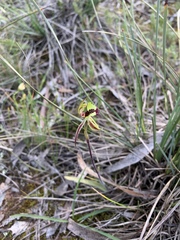 Caladenia toxochila