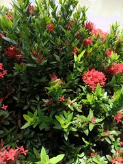 Brachythemis contaminata