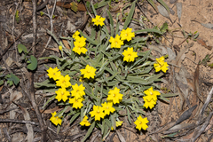 Goodenia willisiana