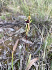 Caladenia toxochila