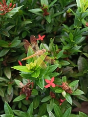 Brachythemis contaminata