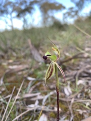 Caladenia toxochila