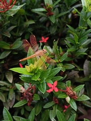 Brachythemis contaminata