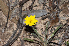 Goodenia willisiana