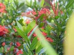 Brachythemis contaminata