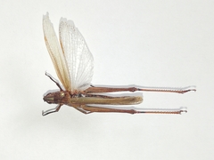 Chorthippus dichrous