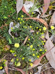 Acacia aculeatissima