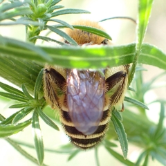 Dasypoda
