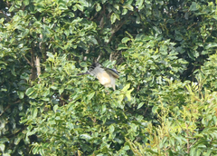 Aviceda subcristata subcristata