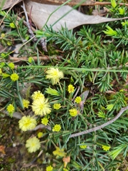 Acacia aculeatissima
